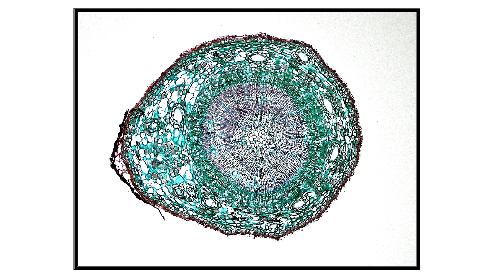 Cross-section of a 2-year-old pine stem x40