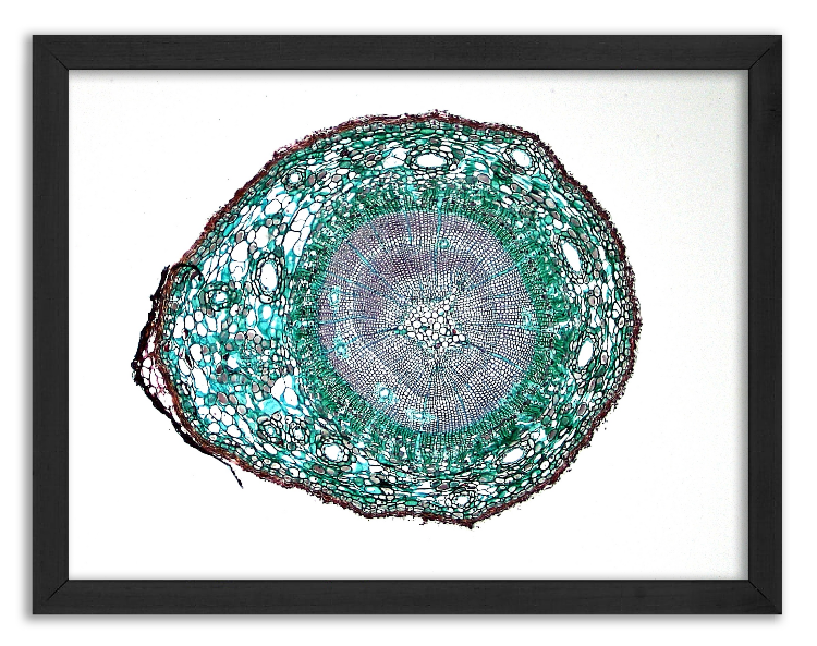 Przekrój 2-letniej łodygi sosny x40