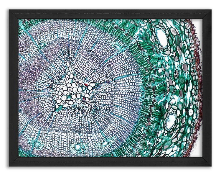 Przekrój 2-letniej łodygi sosny x100