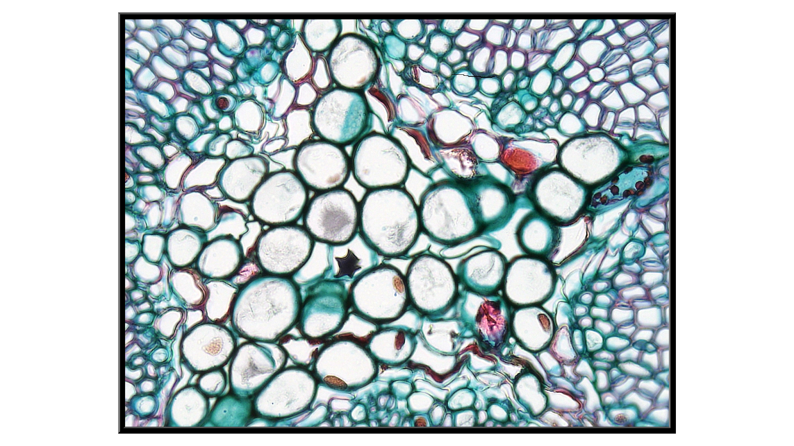 Cross-section of a 2-year-old pine stem x400