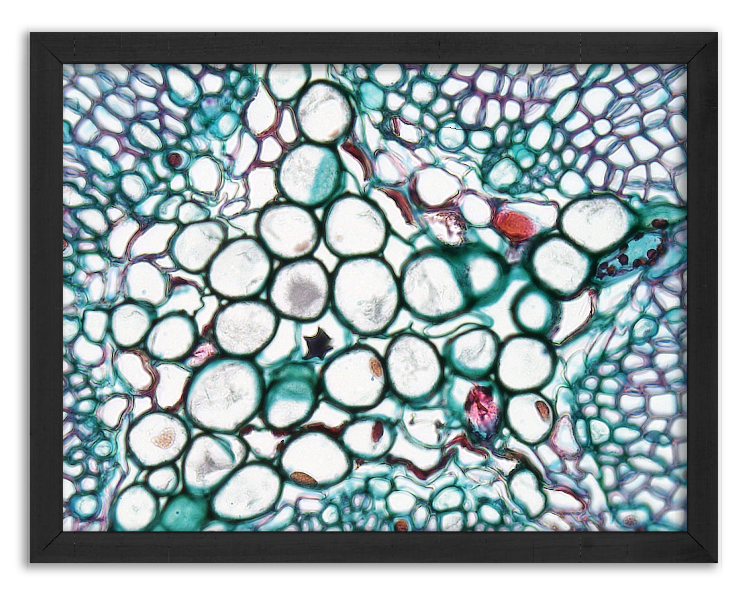 Cross-section of a 2-year-old pine stem x400
