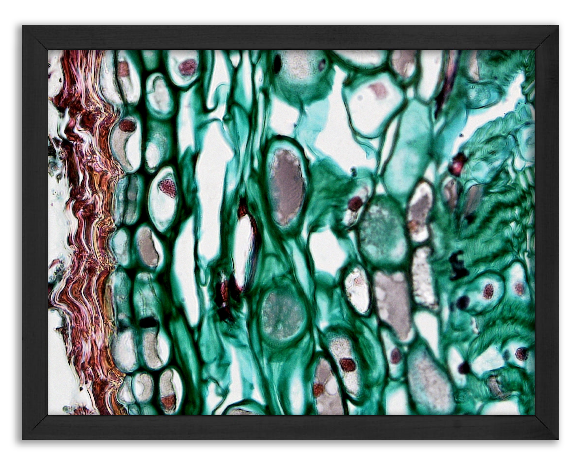 Cross-section of a 2-year-old pine stem - bark x400