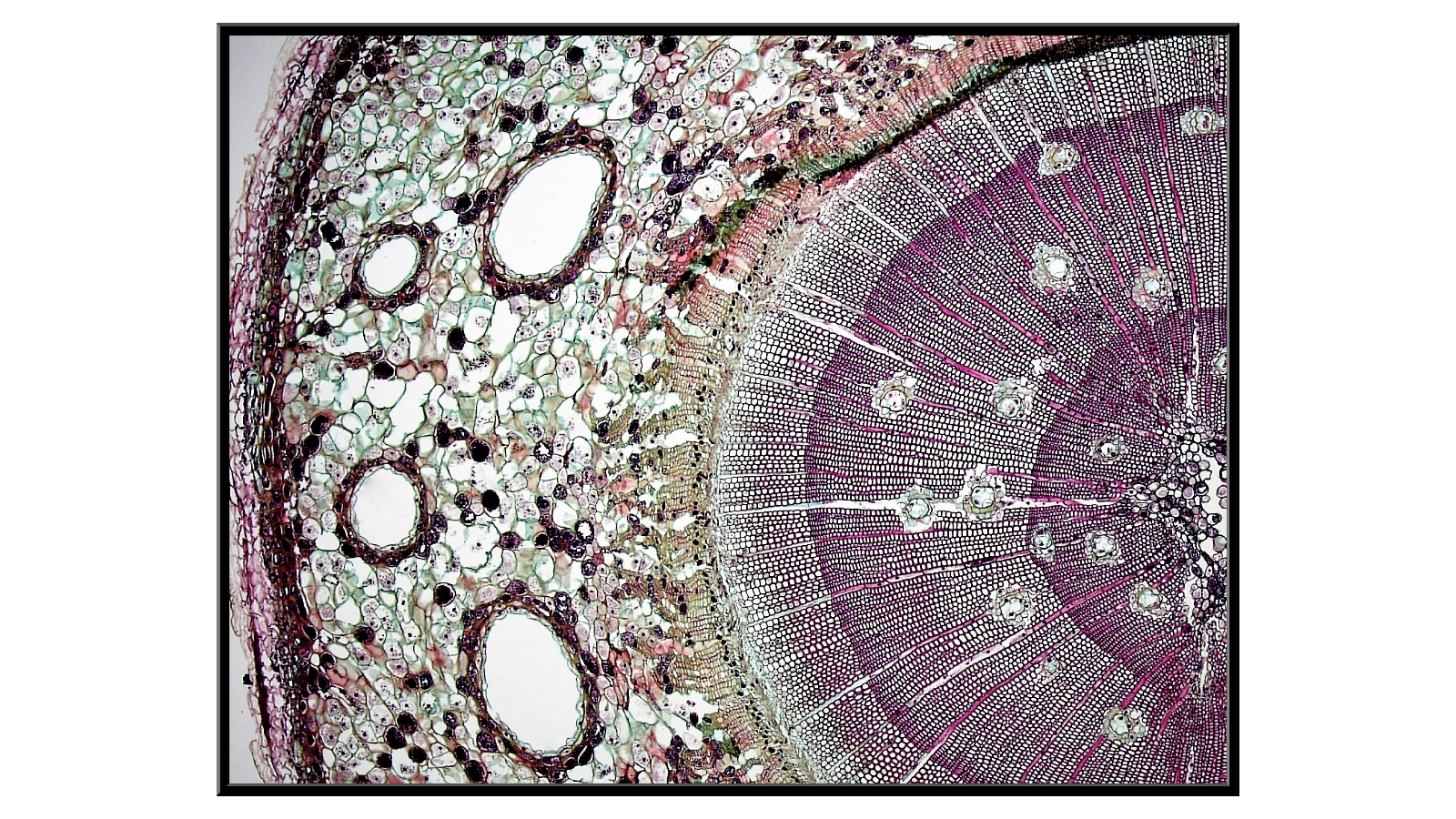 Cross-section of a 3-year-old pine stem x40