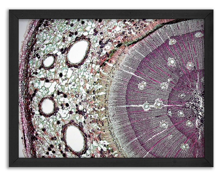 Cross-section of a 3-year-old pine stem x40