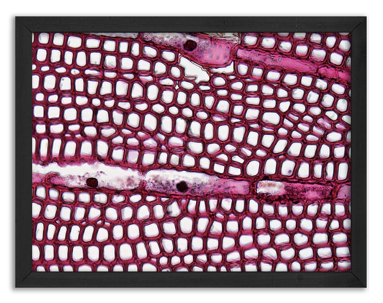 Przekrój 3-letniego pnia sosny x100