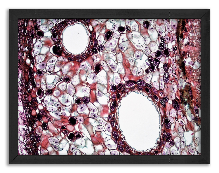 Przekrój 3-letniego pnia sosny - kora x400
