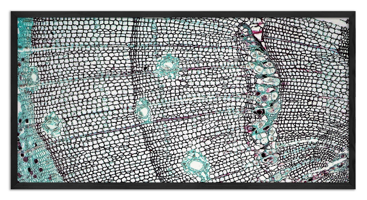 Cross-section of a 4-year-old pine stalk x40 - 2