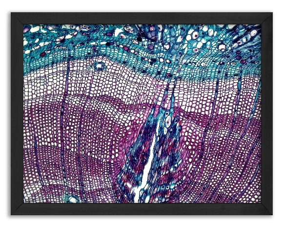 Cross-section of a 5-year-old pine stalk x40 - 2