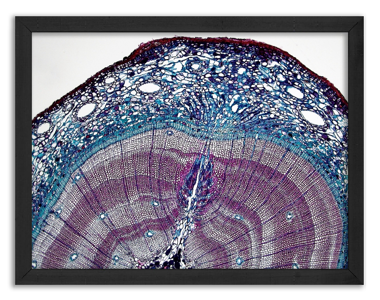 Cross-section of a 5-year-old pine stalk x40 - 3