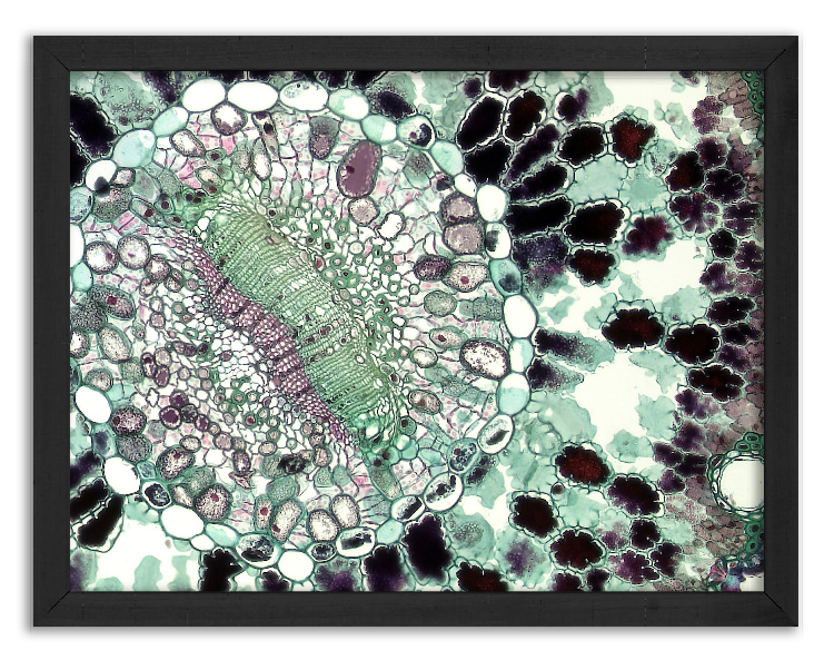 Cross-section through a pine needle - 2
