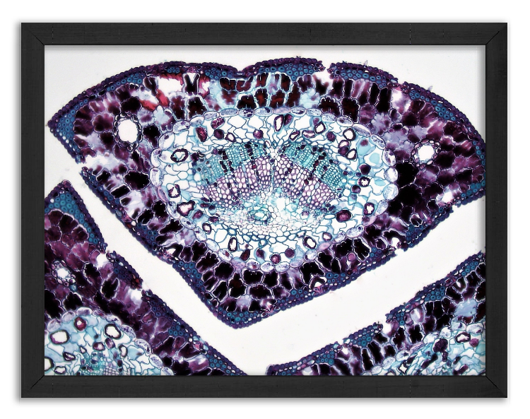 Przekrój przez pęk 3 igieł sosny