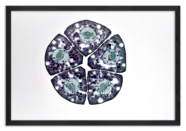 Przekrój przez pęk 5 igieł sosny