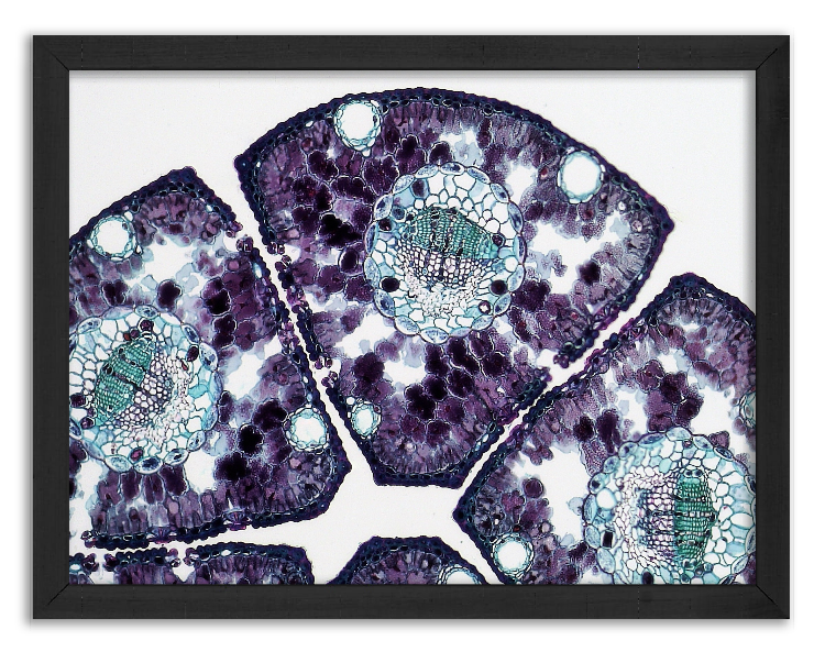 Cross-section through a bundle of 5 pine needles - 2