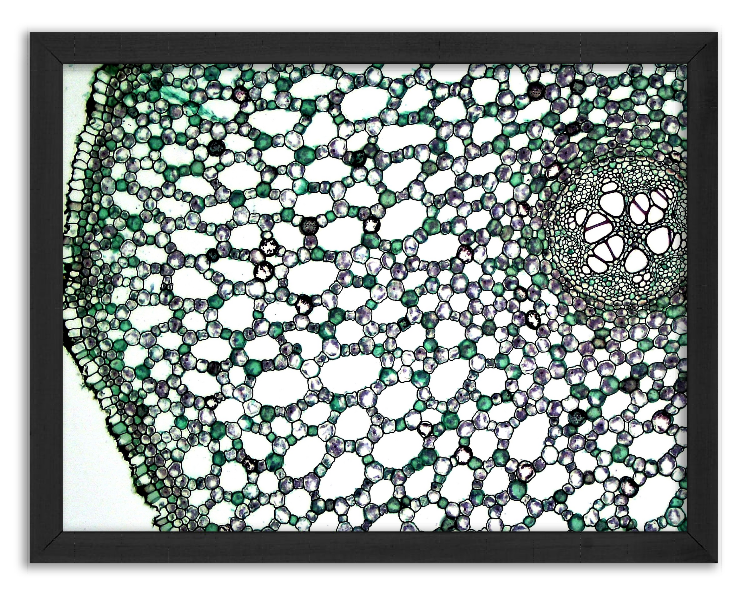 Cross-section of acorus calamus root