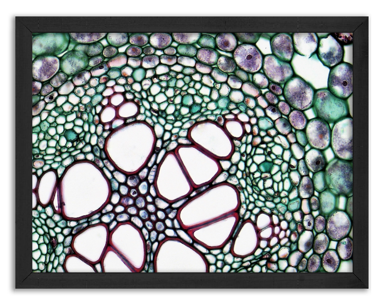 Cross-section of acorus calamus root - 2
