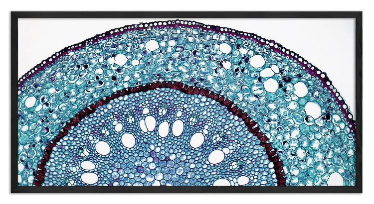  Cross-section through a Smilax root