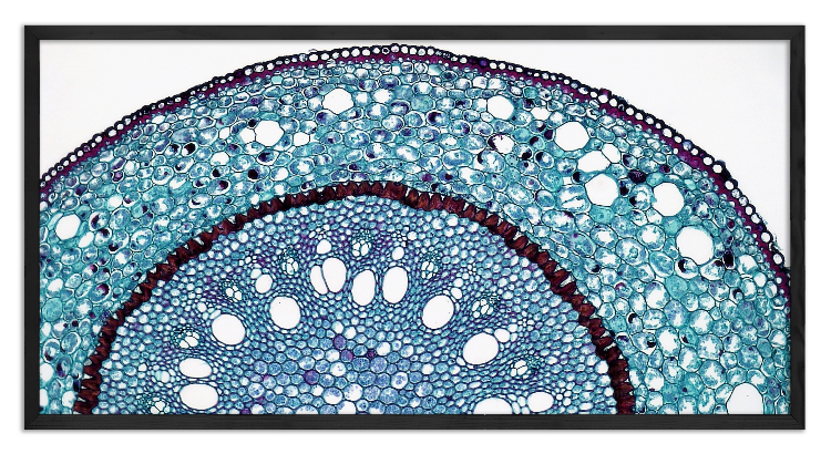 Cross-section through a Smilax root