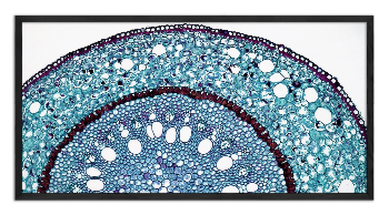 Cross-section through a Smilax root