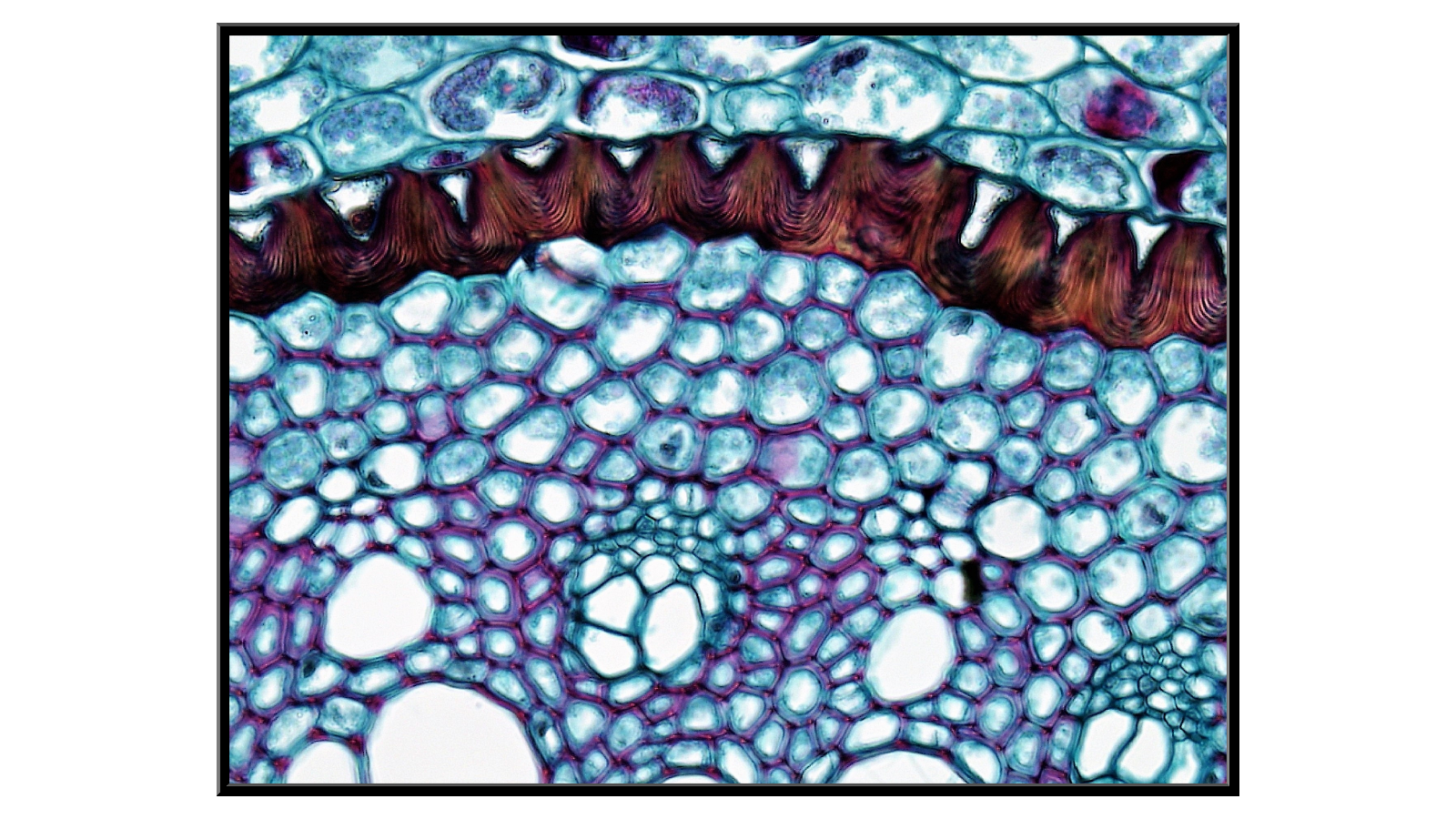 Cross-section through a Smilax root - 2