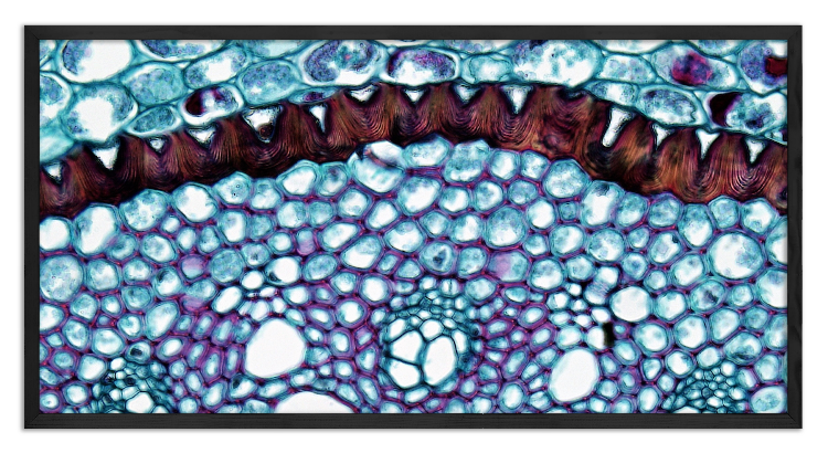 Cross-section through a Smilax root - 2