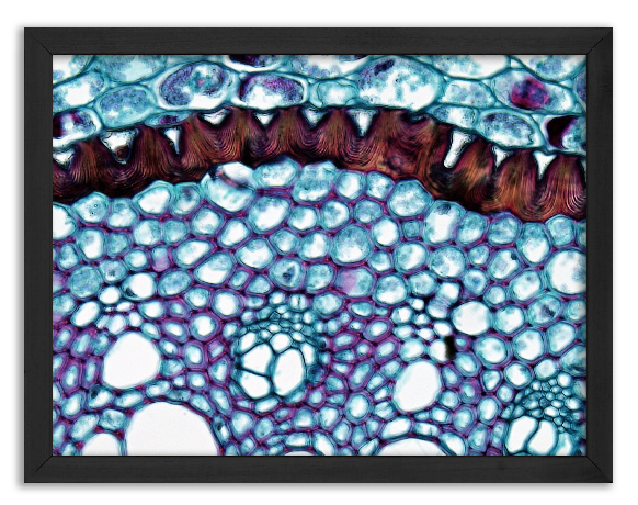 Cross-section through a Smilax root - 2