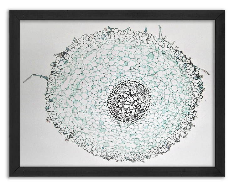 Przekrój korzenia Lilii