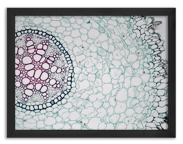 Cross-Section of a Lilium Root - 2