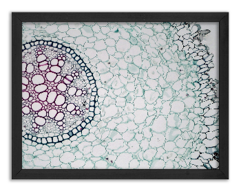 Cross-Section of a Lilium Root - 2