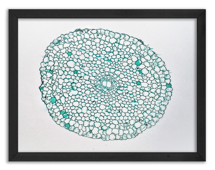 Cross-Section through the Root of Elodea canadensis