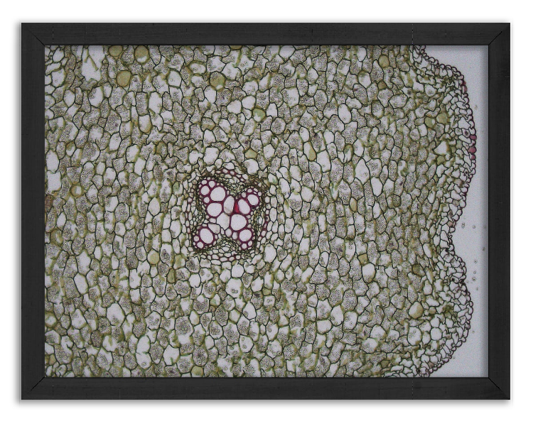 Cross-section of Ranunculus root