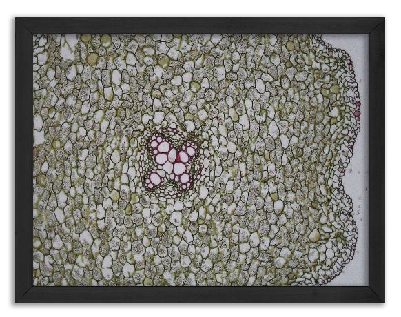 Cross-section of Ranunculus root