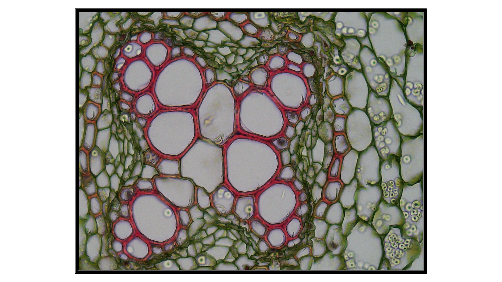 Cross-section of Ranunculus root - 2