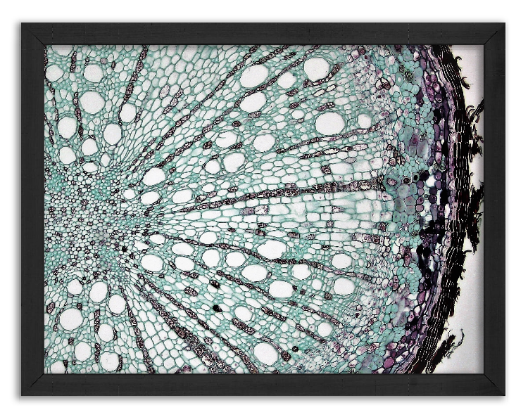 Oak Tree Roots Section Cross-section of an oak root
