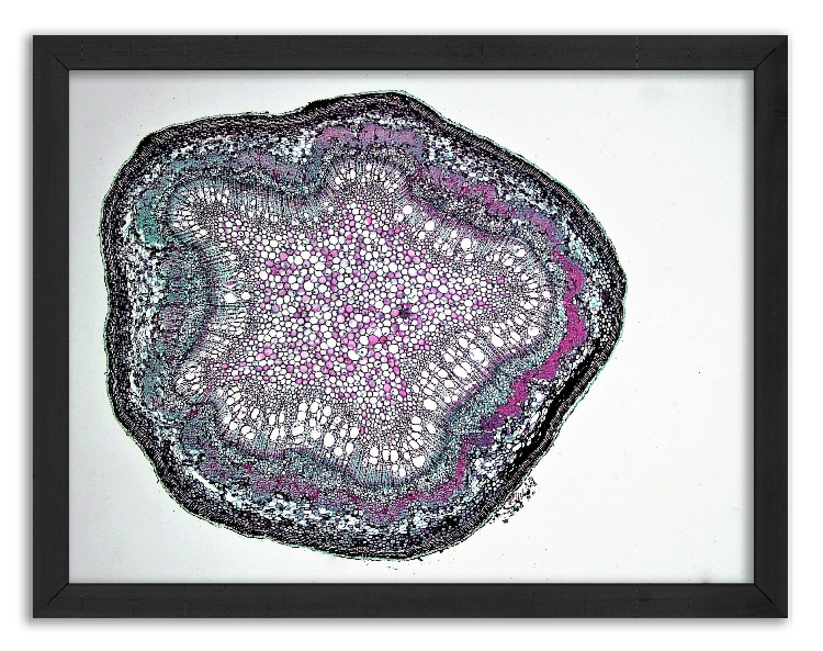 Cross-section of a young oak twig