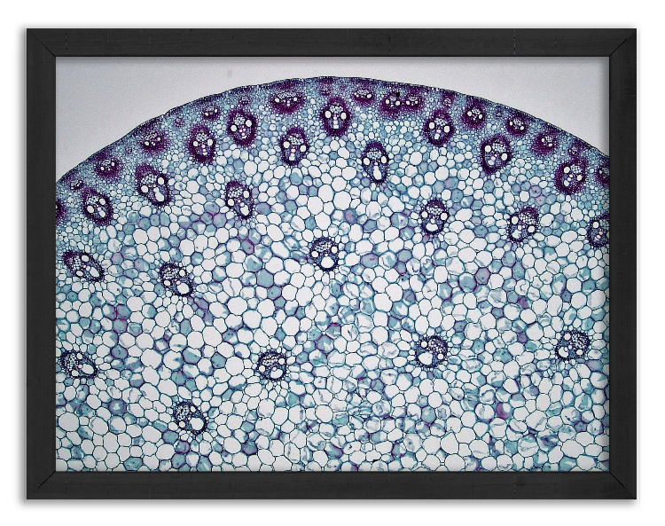 Przekrój przez łodygę kukurydzy