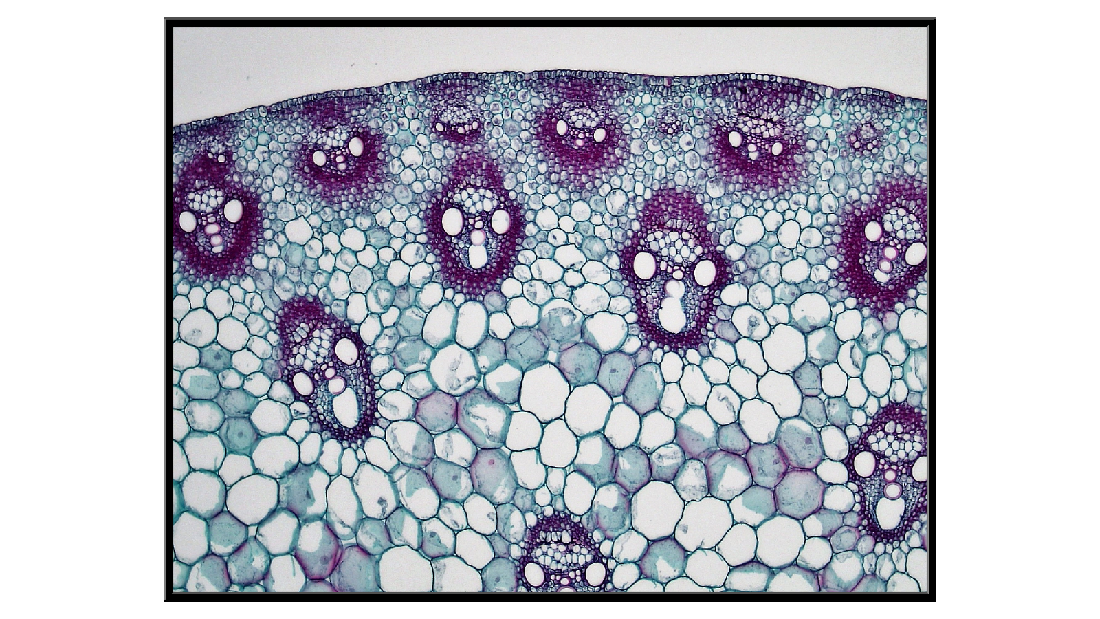 Cross-section of a corn stalk - 2