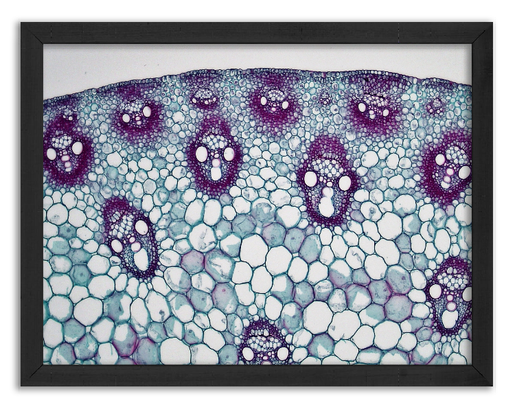Cross-section of a corn stalk - 2