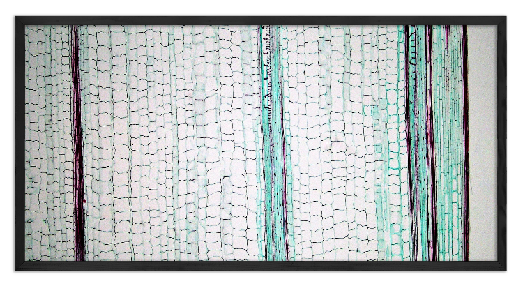 Cross-section of a corn stalk - 3
