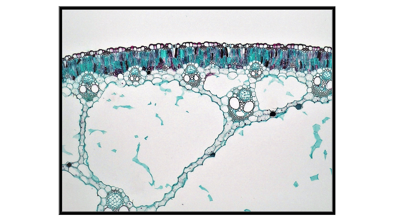 Cross-section through a Sparganium erectum stem - 2