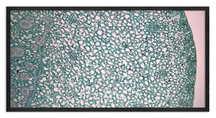 Cross-section of acorus calamus stalk