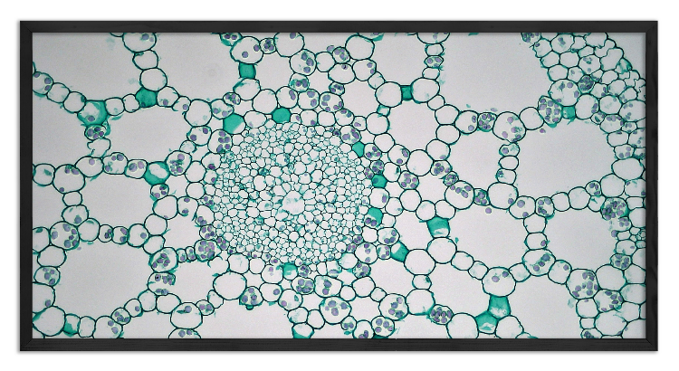 Cross-section through a Elodea canadensis stem - 2