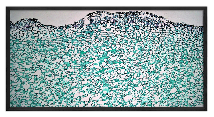 Cross-section through a Water Lily stem