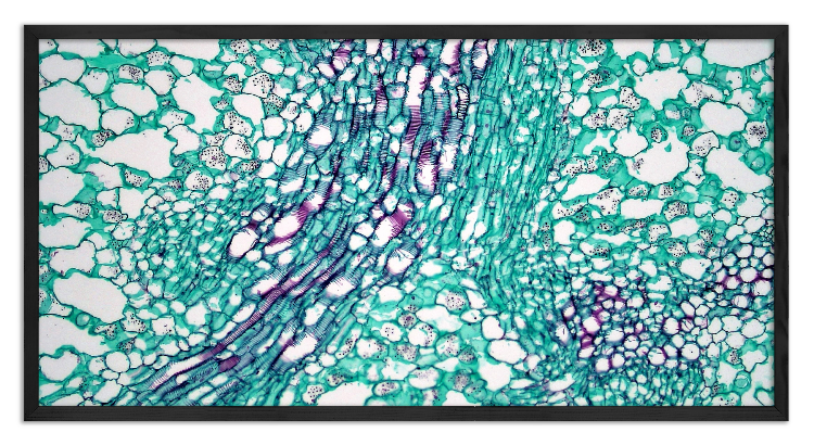 Przekrój przez łodygę Lilii wodnej - 2
