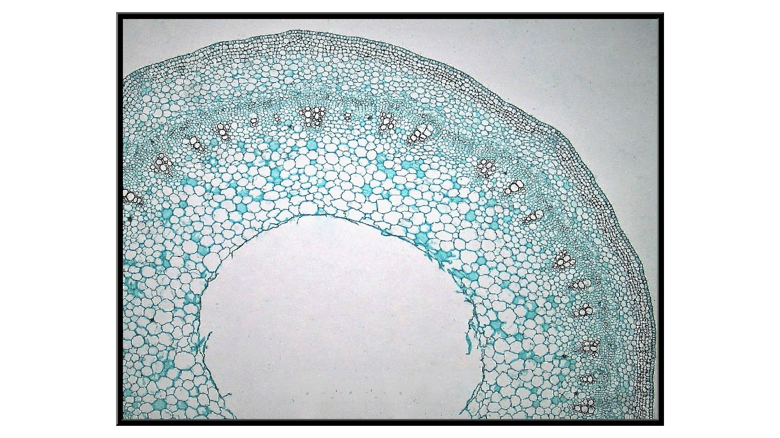 Cross-section through a young clover stem