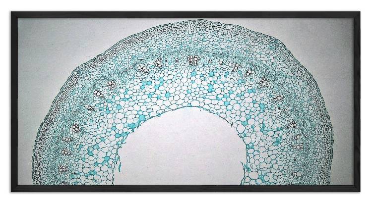 Cross-section through a young clover stem