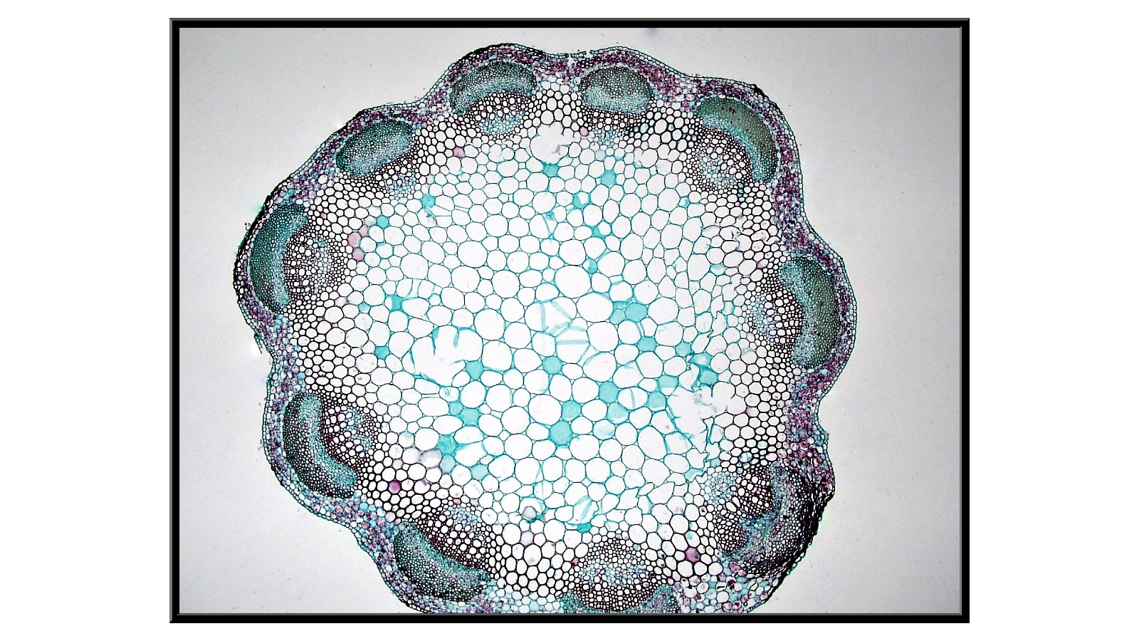 Cross-section of a clover stem