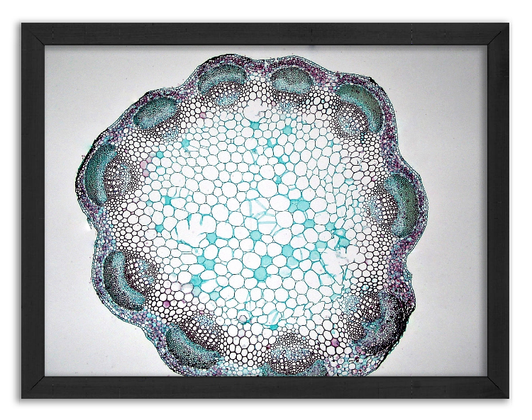 Cross-section of a clover stem