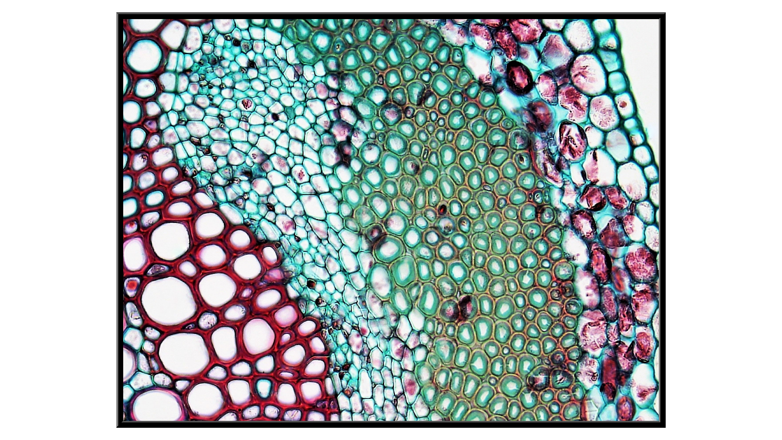 Cross-section of a clover stem - 2