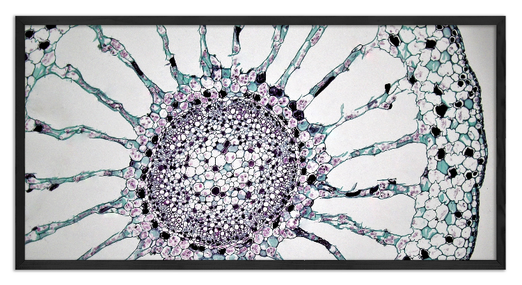 Przekrój łodygi Wywłócznika