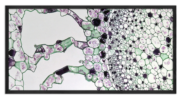 Cross-Section of a Myriophyllum Stem - 2